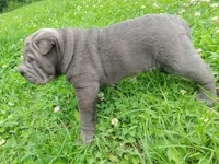 Rock, a male Chinese Shar-Pei for sale in Stockton, MO – 2 of 5