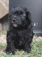 Blackjack, a male Havapoo for sale in Stockton, MO – 4 of 4