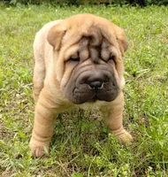 Roll, a female Chinese Shar-Pei for sale in Stockton, MO – 1 of 4