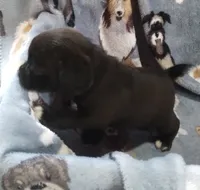 Ebony , a female Bugg for sale in Stockton, MO – 3 of 7