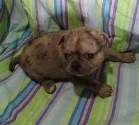 Charlene , a female Bugg for sale in Stockton, MO – 2 of 5