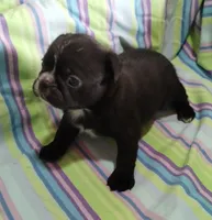 Ebony , a female Bugg for sale in Stockton, MO – 3 of 5