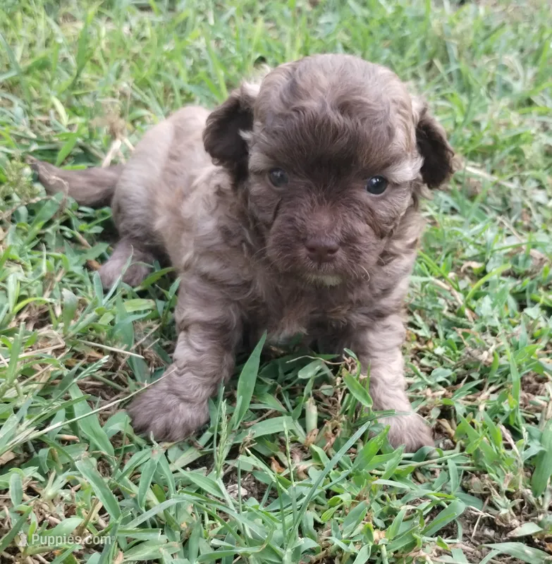 Choco – Havapoo puppy for sale in Stockton, MO