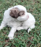 Bandit, a male Havapoo for sale in Stockton, MO – 4 of 4