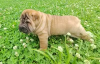 Roll, a female Chinese Shar-Pei for sale in Stockton, MO – 2 of 4