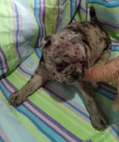 Pebbles, a female Bugg for sale in Stockton, MO – 4 of 5
