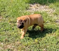 Roxie, a female Chinese Shar-Pei for sale in Stockton, MO – 3 of 5