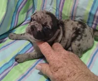 Pebbles, a female Bugg for sale in Stockton, MO – 2 of 5