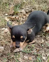 Lil Pedro , a male Chihuahua for sale in Stockton, MO – 6 of 6