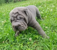 Rock, a male Chinese Shar-Pei for sale in Stockton, MO – 3 of 5