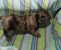 Pebbles , a female Bugg for sale in Stockton, MO – 6 of 6