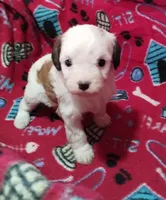 Ruby, a female Cavapoo for sale in Stockton, MO – Photo 2 of 5