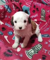 Ruby, a female Cavapoo for sale in Stockton, MO – Photo 1 of 5