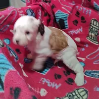 Ruby, a female Cavapoo for sale in Stockton, MO – Photo 3 of 5