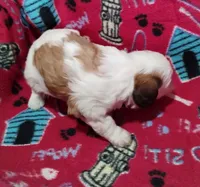 Ruby, a female Cavapoo for sale in Stockton, MO – Photo 5 of 5