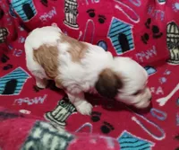 Ruby, a female Cavapoo for sale in Stockton, MO – Photo 4 of 5