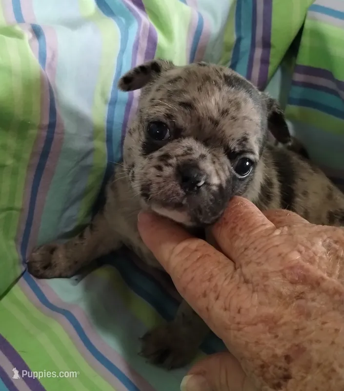 Pebbles – Bugg puppy for sale in Stockton, MO