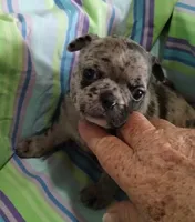 Pebbles, a female Bugg for sale in Stockton, MO – 1 of 5