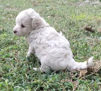 Snowman, a male Havapoo for sale in Stockton, MO – 2 of 4