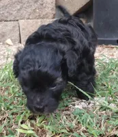 Blackjack, a male Havapoo for sale in Stockton, MO – 3 of 4