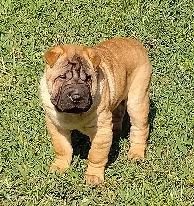 Roll – Chinese Shar-Pei puppy for sale in Stockton, MO