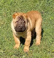 Roxie, a female Chinese Shar-Pei for sale in Stockton, MO – 1 of 5
