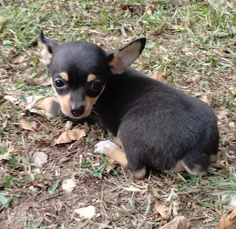 Lil Pedro  – Chihuahua puppy for sale in Stockton, MO