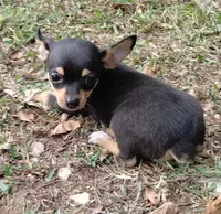 Lil Pedro , a male Chihuahua for sale in Stockton, MO – 1 of 6