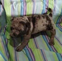 Pebbles , a female Bugg for sale in Stockton, MO – 3 of 6