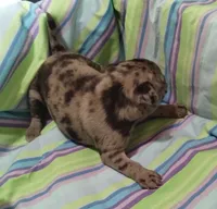 Pebbles, a female Bugg for sale in Stockton, MO – 3 of 5