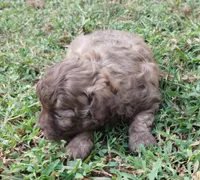 Choco, a male Havapoo for sale in Stockton, MO – 3 of 4