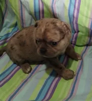Charlene , a female Bugg for sale in Stockton, MO – 3 of 5