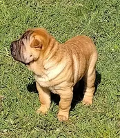 Roxie, a female Chinese Shar-Pei for sale in Stockton, MO – 5 of 5