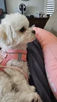 Nabi, a female Maltipoo for sale in Torrance, CA – 4 of 4