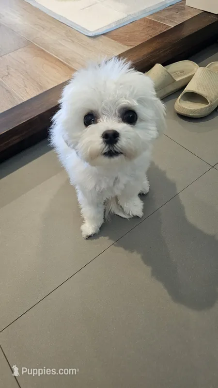 Nabi – Maltipoo puppy for sale in Torrance, CA