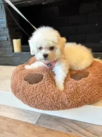 Nabi, a female Maltipoo for sale in Torrance, CA – 2 of 4