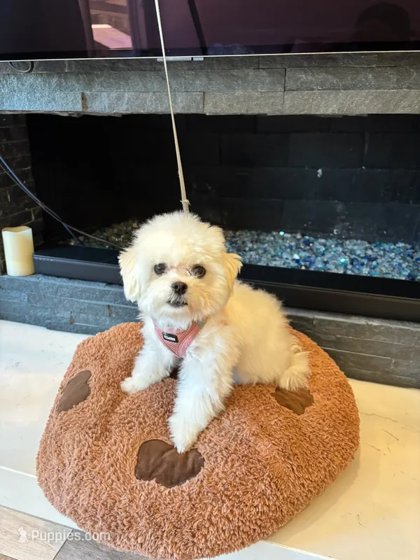 Nabi – Maltipoo puppy for sale in Torrance, CA