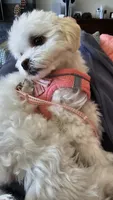 Nabi, a female Maltipoo for sale in Torrance, CA – 3 of 4
