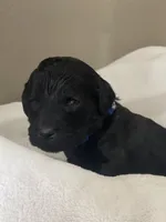 Blue Collar Boy, a male Goldendoodle for sale in West Monroe, LA – Photo 2 of 9