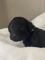 Blue Collar Boy, a male Goldendoodle for sale in West Monroe, LA – Photo 1 of 9