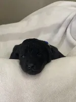 Blue Collar Boy, a male Goldendoodle for sale in West Monroe, LA – Photo 5 of 9