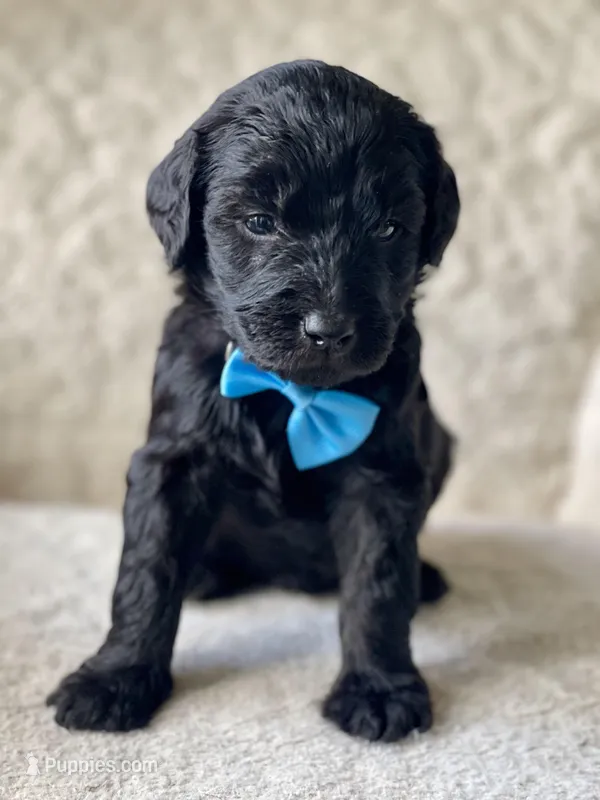 Blue Collar Boy – Goldendoodle puppy on hold in West Monroe, LA