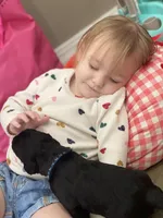 Blue Collar Boy, a male Goldendoodle for sale in West Monroe, LA – Photo 6 of 9