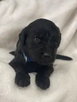 Blue Collar Boy, a male Goldendoodle for sale in West Monroe, LA – Photo 3 of 9