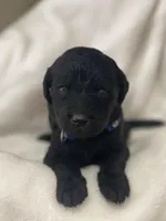 Blue Collar Boy, a male Goldendoodle for sale in West Monroe, LA – Photo 4 of 9