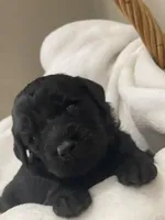 Yellow Collar Boy, a male Goldendoodle for sale in West Monroe, LA – Photo 2 of 8