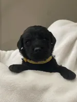 Yellow Collar Boy, a male Goldendoodle for sale in West Monroe, LA – Photo 3 of 8