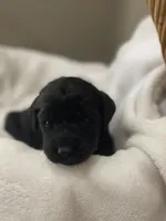 Yellow Collar Boy, a male Goldendoodle for sale in West Monroe, LA – Photo 4 of 8