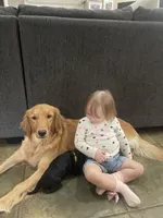 Yellow Collar Boy, a male Goldendoodle for sale in West Monroe, LA – Photo 5 of 8