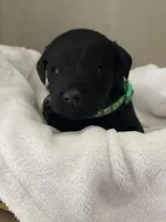 Green Collar Boy, a male Goldendoodle for sale in West Monroe, LA – Photo 9 of 9